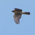 Επιχείρηση διάσωσης αρπακτικού